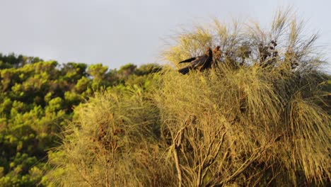 a crow flying in slow motion in the sun on victoria australias great ocean road