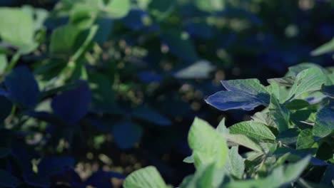 slow pan of a soybean field in santa fe, argentina