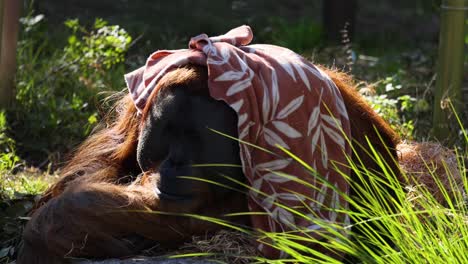 orangutan relaxing with cloth on head