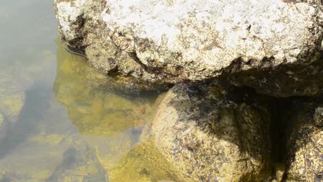 Cangrejo-Escondido-En-La-Sombra-Segura-Debajo-De-Rocas-Beige-En-La-Costa-Del-Pacífico-Sur