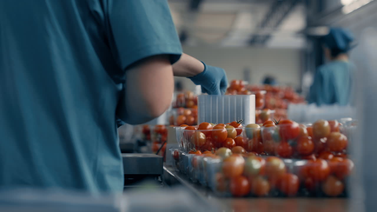 Factory workers tomato sorting process packing red organic vegetarian product