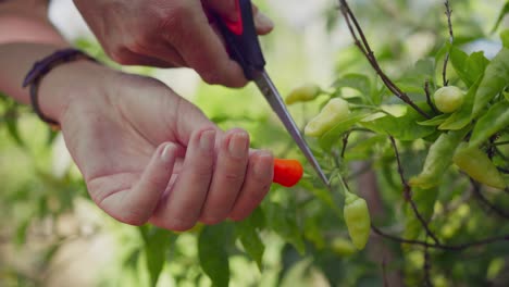 hand picking and cutting ripe red chili from garden, fresh spices, close up