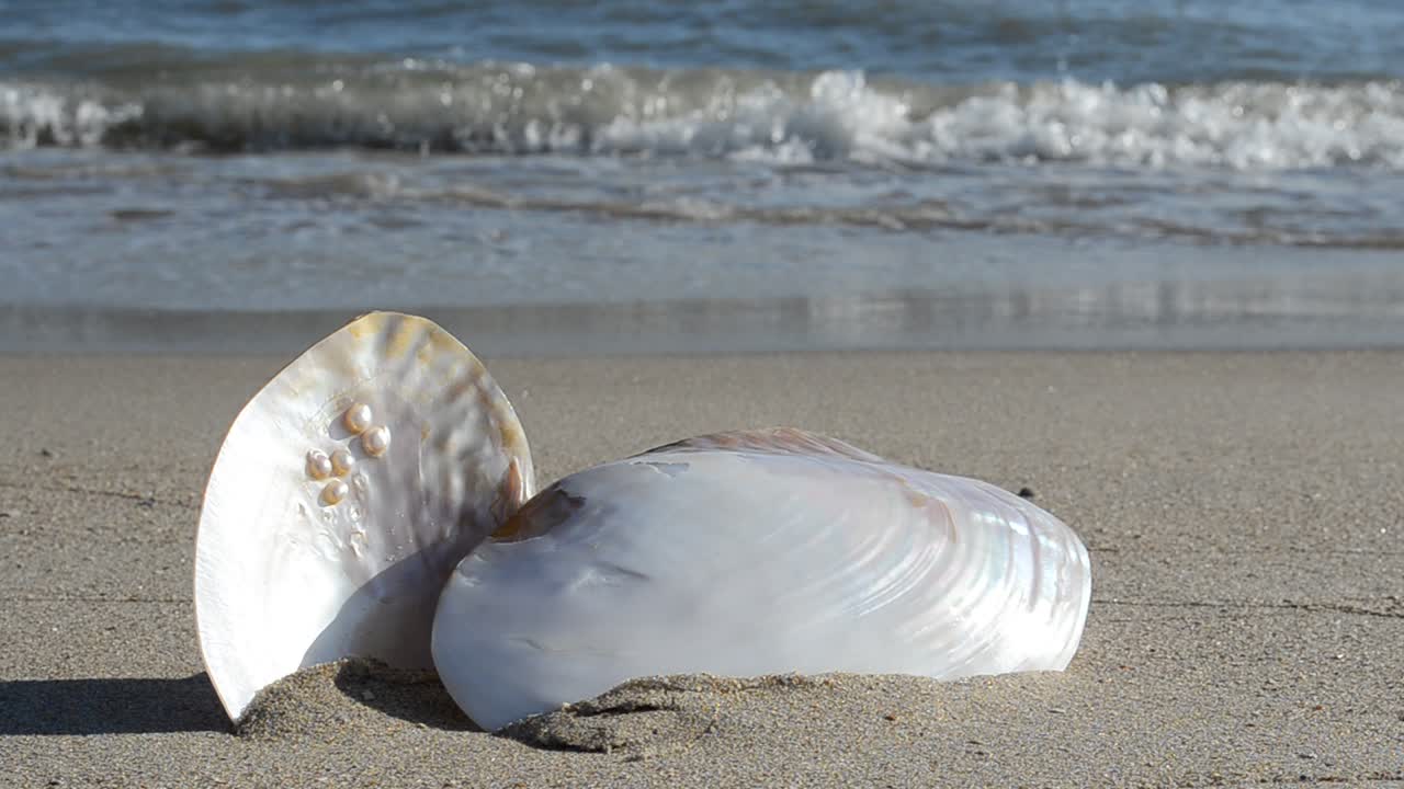 Cockleshells on sand, the beach. Shooting on the beach