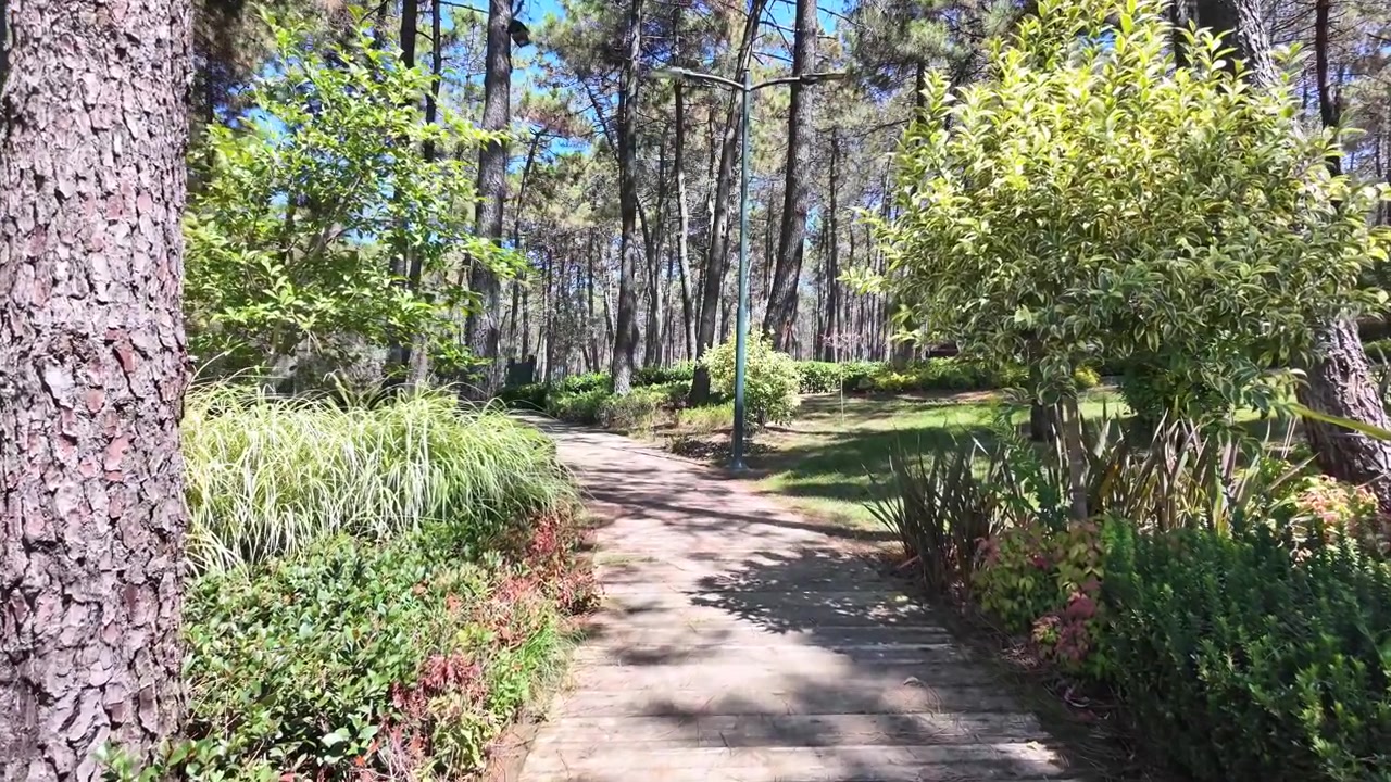 Stone Pathway Through a Sunny Pine Forest Park