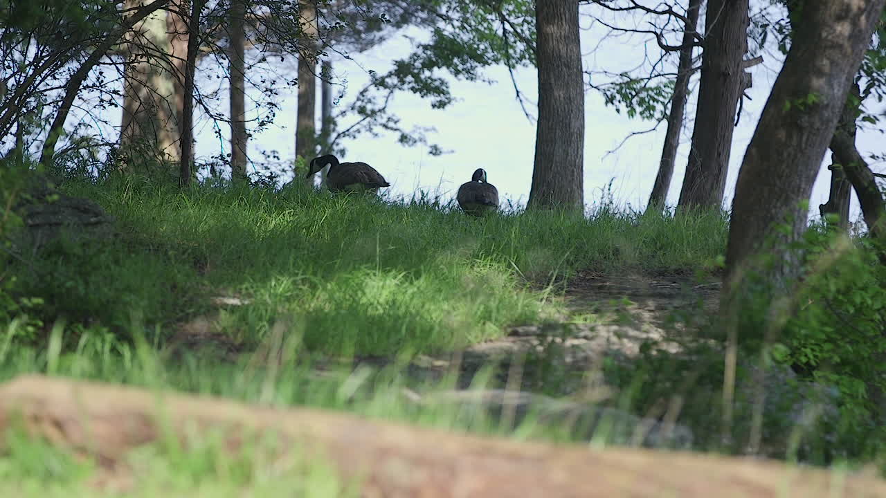 호수로 걸어가는 기러기