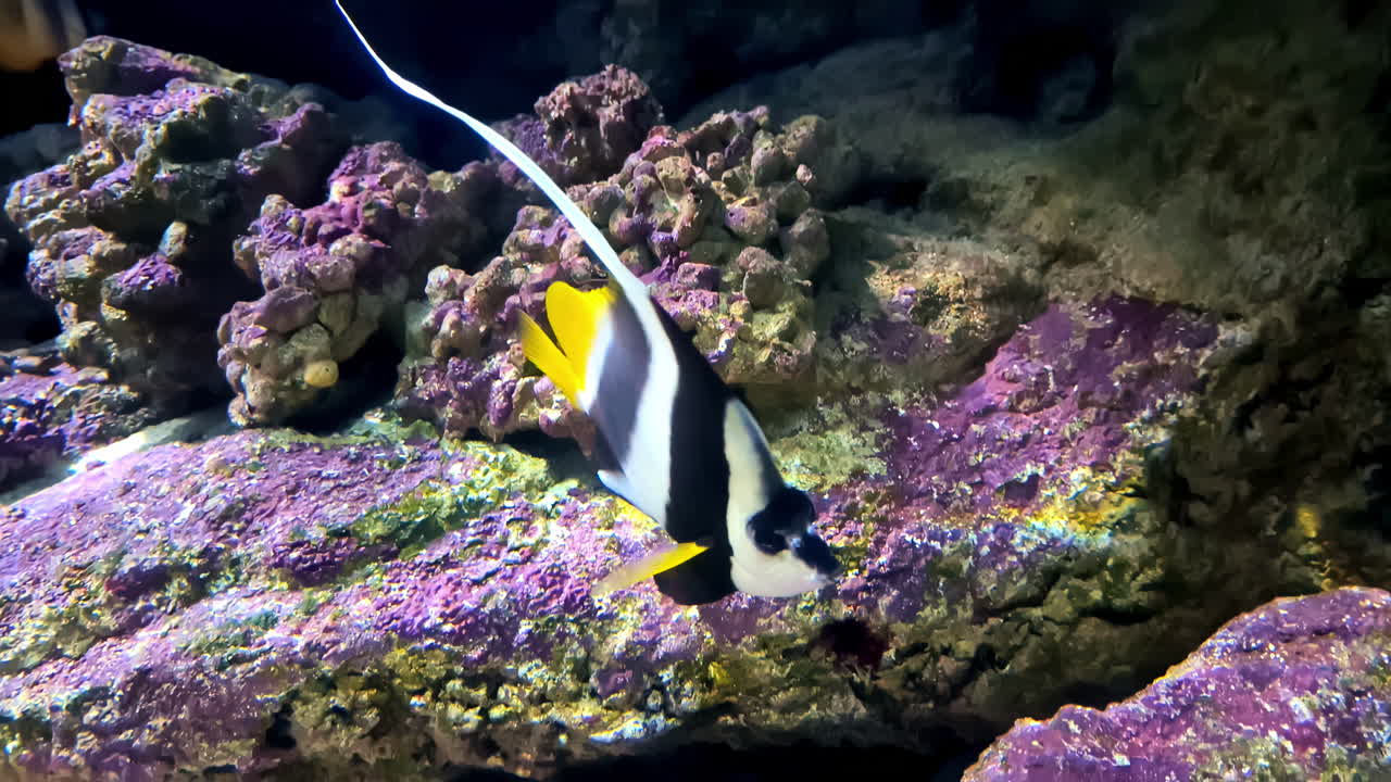 바위 암초와 함께 바다 에서 헤엄치는 배너피쉬