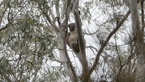 large male koala climbing the up the branch of a native australian eucalyptus tree