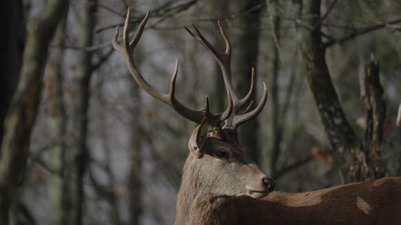 alce itinerante en un hermoso día soleado en parc omega - parque safari en canadá - plano medio