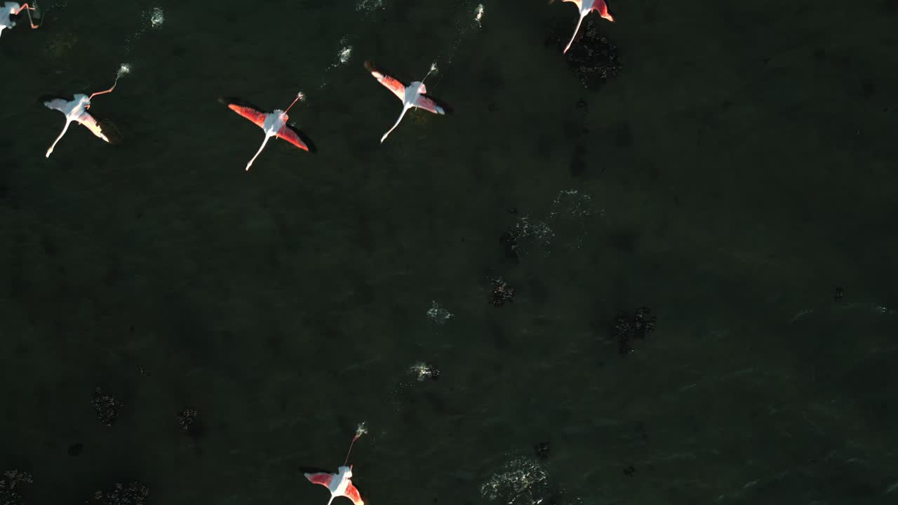 분홍색 플라밍고 무리가 날개와 다리가 움직이는 얕은 석호 수면에서 날기 시작합니다.