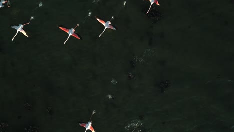 una bandada de flamencos rosados está comenzando a volar en la superficie del agua de la laguna poco profunda con alas y piernas moviéndose
