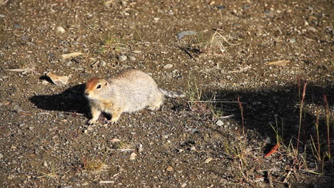 la ardilla de tierra corre y mueve la cola