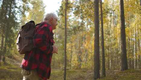 hiker-is-walking-alone-in-picturesque-birch-grove-at-autumn-backpacker-is-strolling-between-yellowed-trees