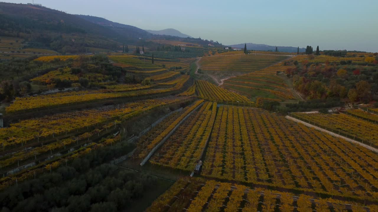 Cinematic yellow and green vineyard fields on hills in Valpolicella, Verona, Italy in autumn after grape harvest for Ripasso wine by sunset surrounded by traditional farms