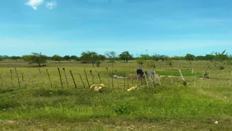 driving shot of cattle pastures in punta cana, dominican on a sunny day