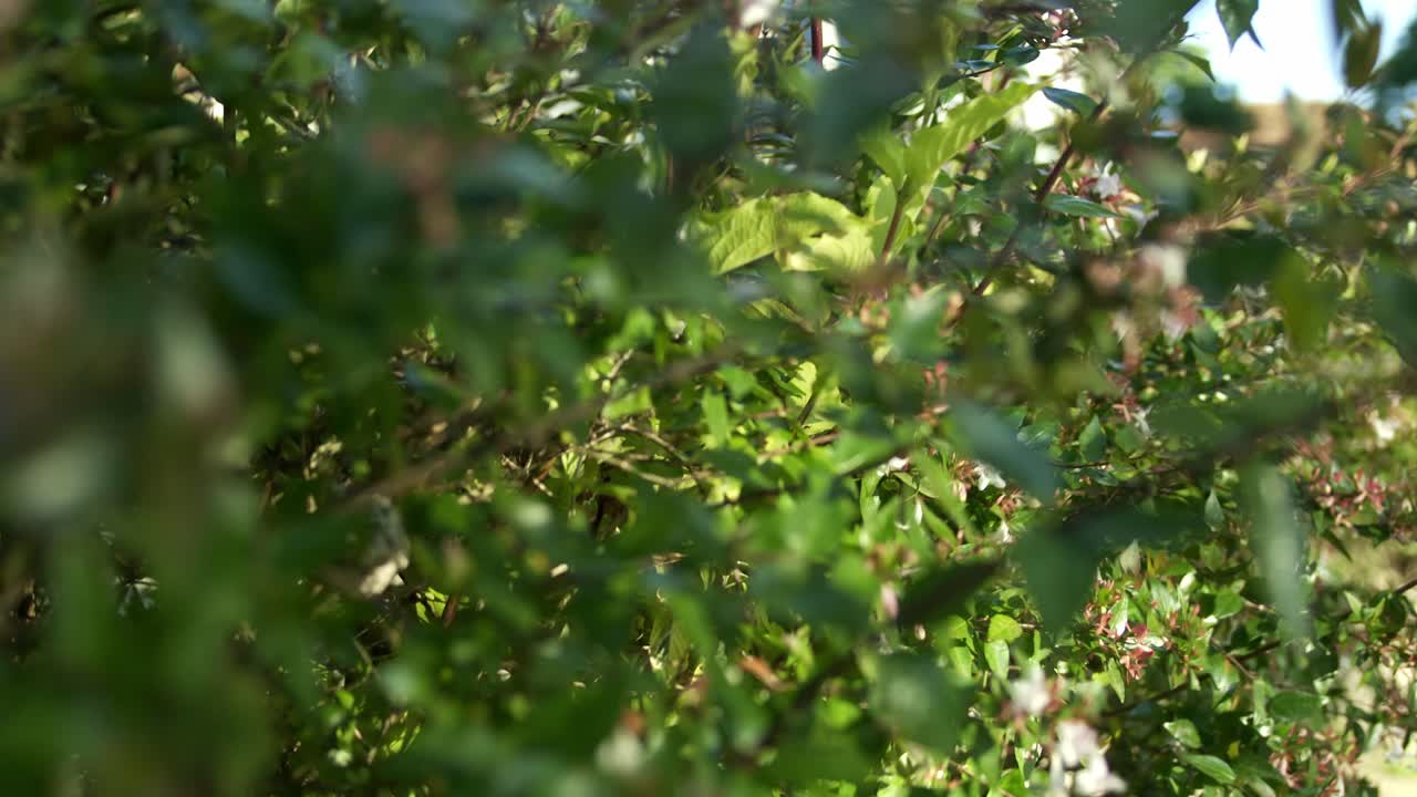 Static shot of some leaves from a bush flying in the wind.