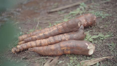 freshly harvested large cassavas, still covered in soil