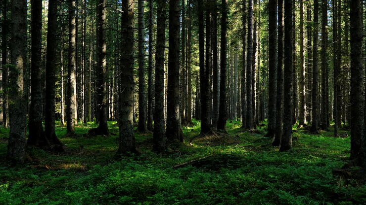 太陽の光が密集した松の森を通ってフィルタリング