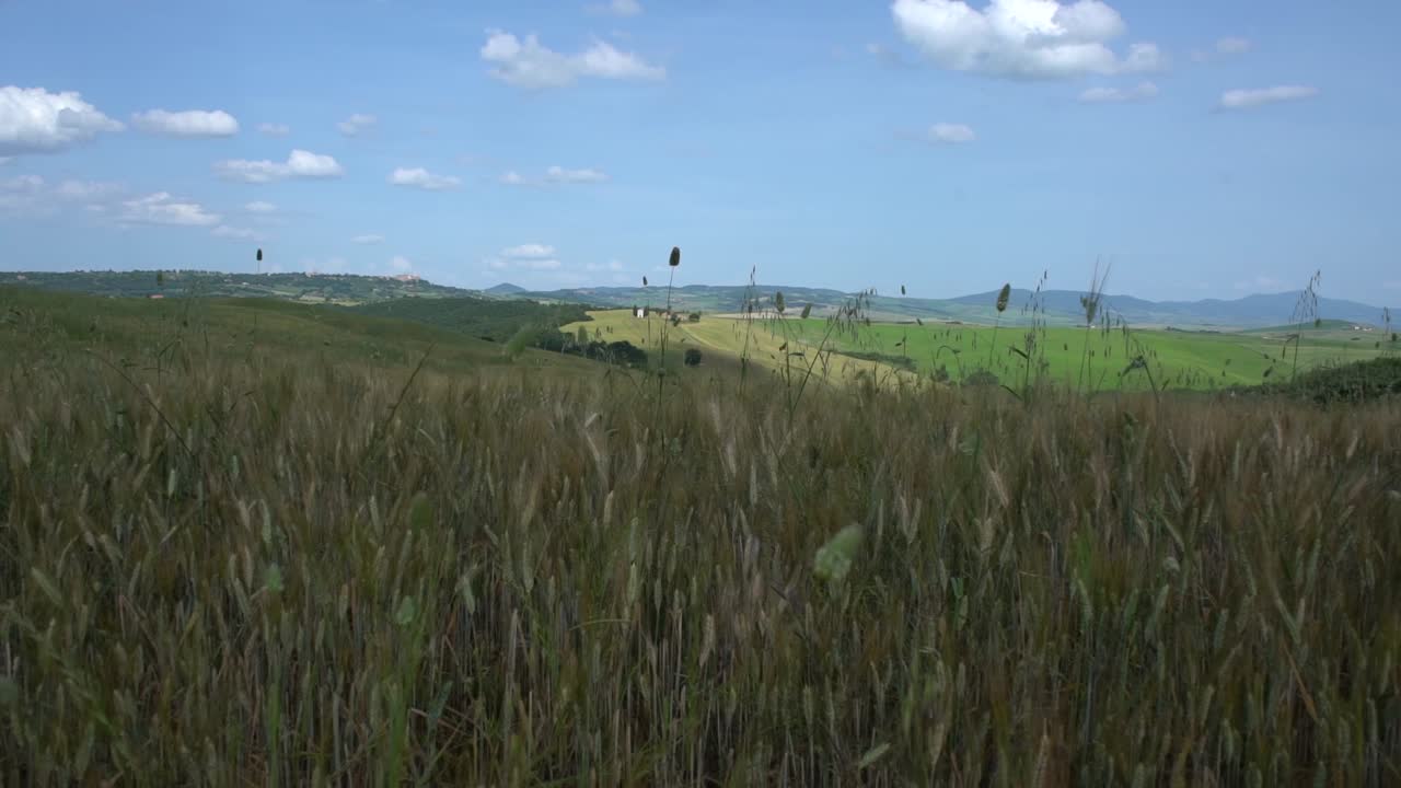 이탈리아의 유명하고 아름다운 발도르시아(val d'orcia)에서 여름에 농작물과 야생화가 무성한 들판을 천천히 이동합니다.