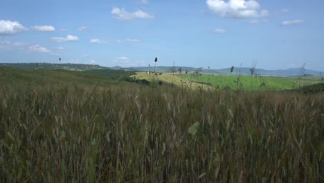 moviéndose lentamente a través de un exuberante campo de cultivos y flores silvestres en verano en el famoso y hermoso val d'orcia en italia