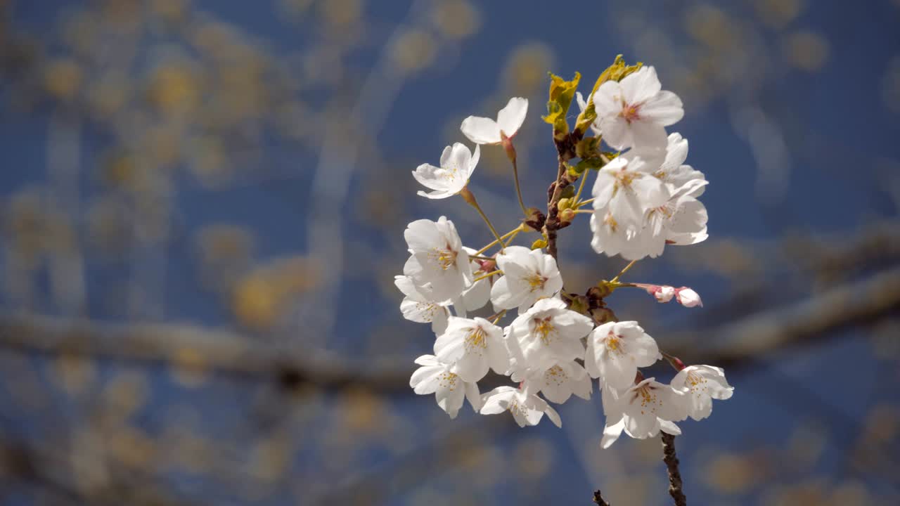 2018년 꽃이 피고 있는 꽃입니다.