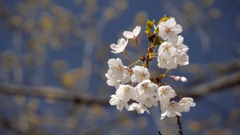 2018 cherry blossoms at peak bloom.