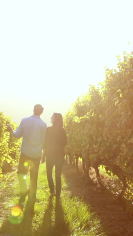 couple walking hand in hand between grapevine