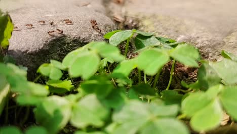 ant world under the microscopic world