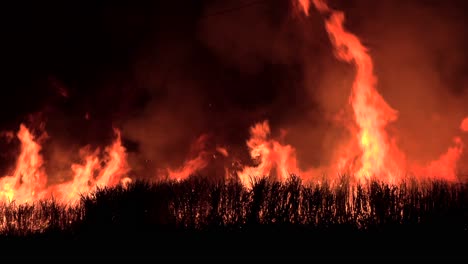 intense flames in a burning sugarcane field fire at night