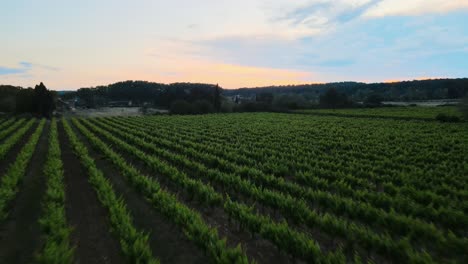 Fliegen-Sie-Während-Der-Goldenen-Stunde-über-Gepflegte-Reihen-Von-Weinreben-In-Den-Weinbergen-Der-Provence-In-Frankreich