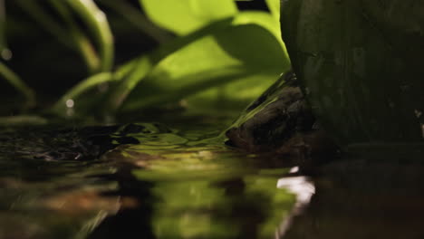 plantas à beira do rio