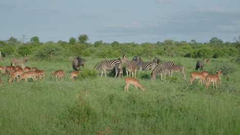 african savanna animals