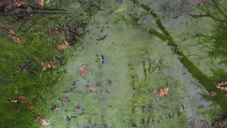 orange and brown leaves poke through vibrant green algae