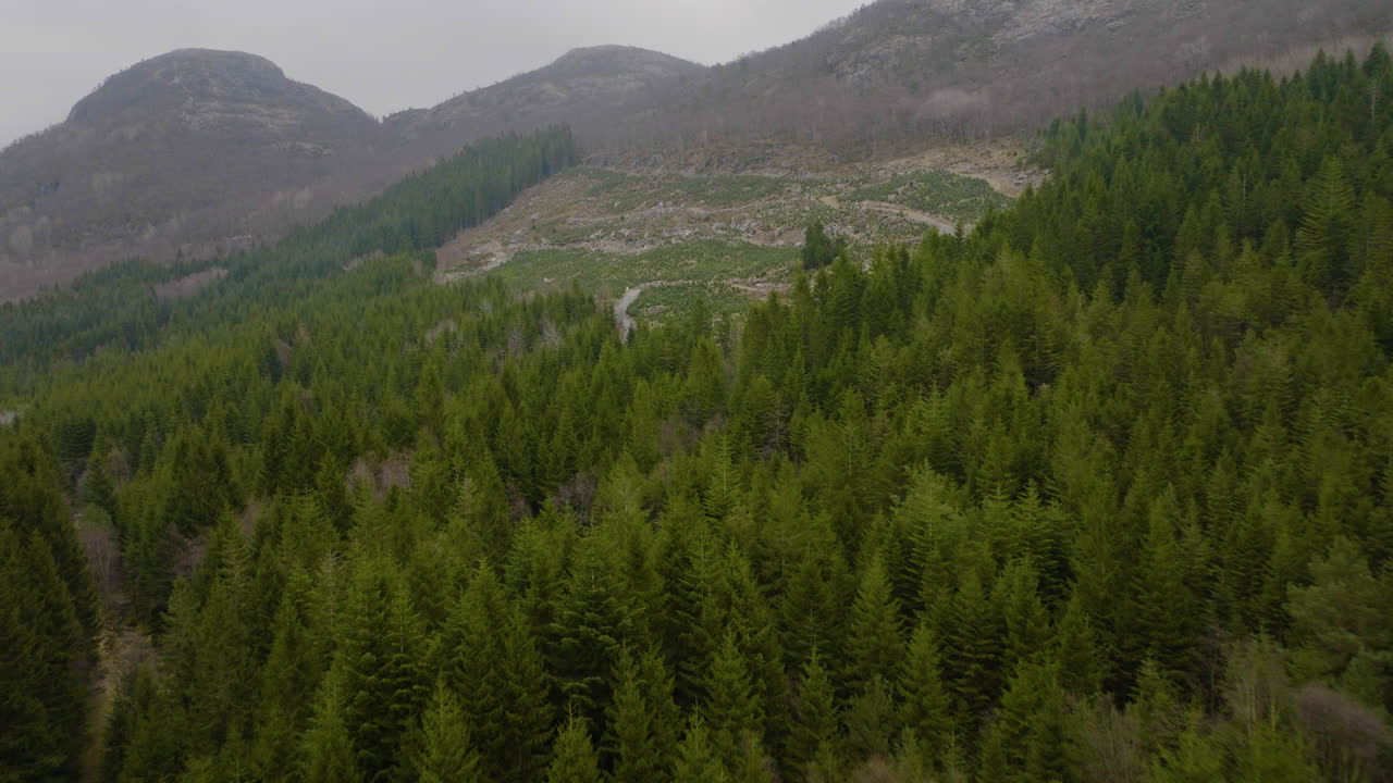 plantación de árboles de navidad en la ladera de una montaña entre grandes abetos 4k drone aéreo sobrevuela