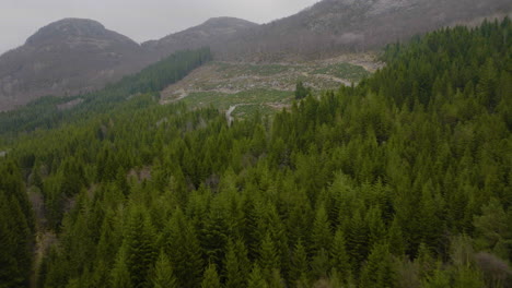 christmas tree plantation on the side of a mountain inbetween large spruce trees 4k aerial drone fly over