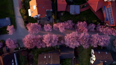 Alley of flowering pink cherries and sakura tree among family houses and real estate in the city, which is exposed to the rays of the setting sun