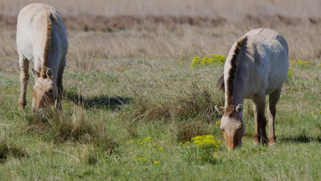 Gruppe-Wilder-Przewalski-Pferde,-Die-In-Der-Prärie-Grasen-Und-Stehen