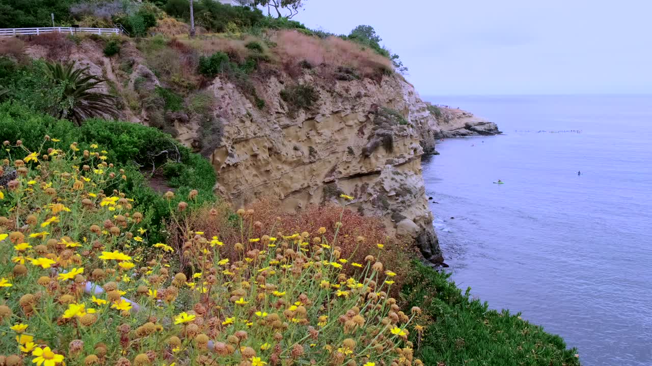flores silvestres en un acantilado con vista al océano pacífico en la jolla california