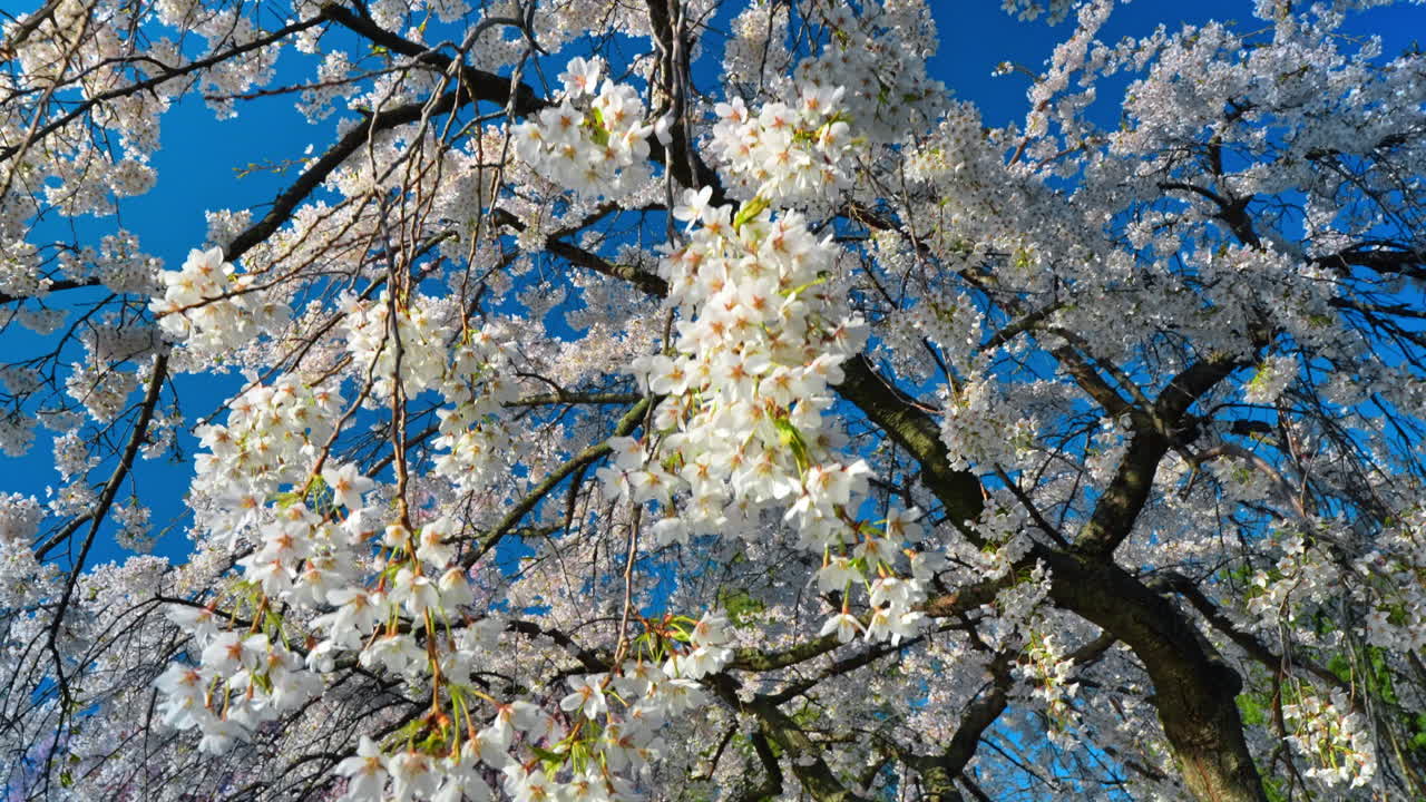Close up of weeping cherry tree branches with white flowers. Detailed view of drooping branches covered in white cherry blossoms against a saturated blue sky background