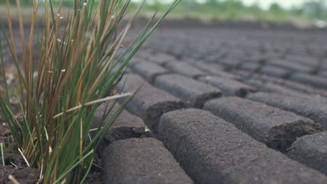 shrub grows between cut peat drying at bog in ireland