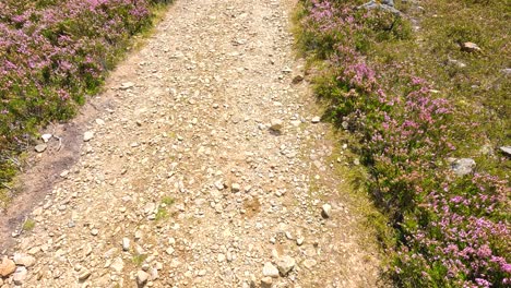 a small stone rolls down a sunlit, rocky trail bordered by purple heather in glen clova, scotland. handheld camera follows the stone’s movement