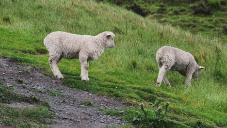 Zwei-Entzückende-Lämmchen-Laufen-Seite-An-Seite-Auf-Einer-Wiese