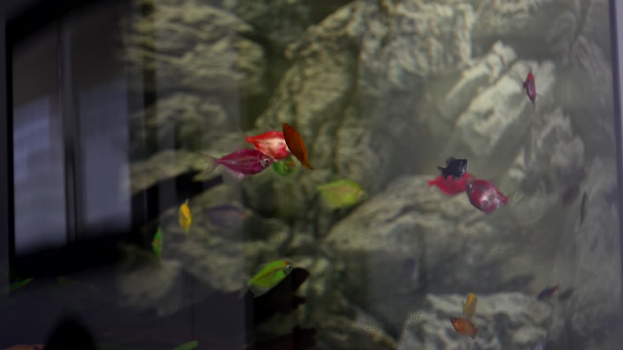 Colorful fish swimming peacefully inside the tank