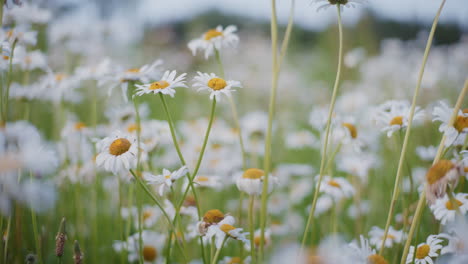 a wild flower meadow full of blooming daisies in summer.