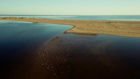 Schwarm-Wasservögel-Auf-Der-Meeresoberfläche-In-Der-Nähe-Des-Sandstrandes