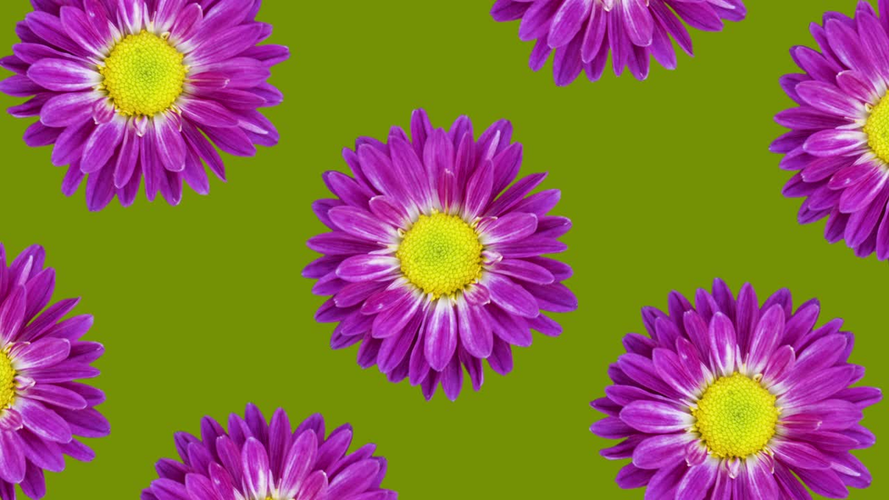 patrón animado de crisantemo púrpura en un fondo verde. animación de concepto de bucle sin costuras floral mínimo