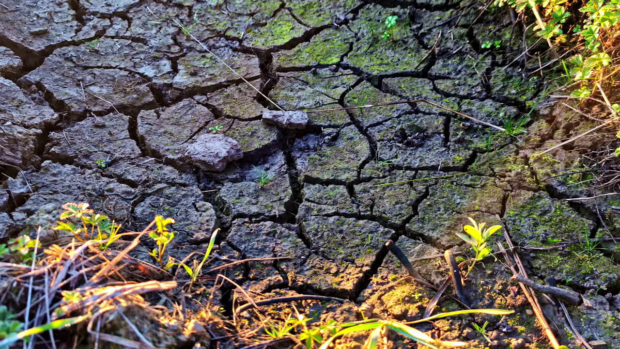 Parched riverbed shows signs of renewal as green grass begins to sprout from dry soil.