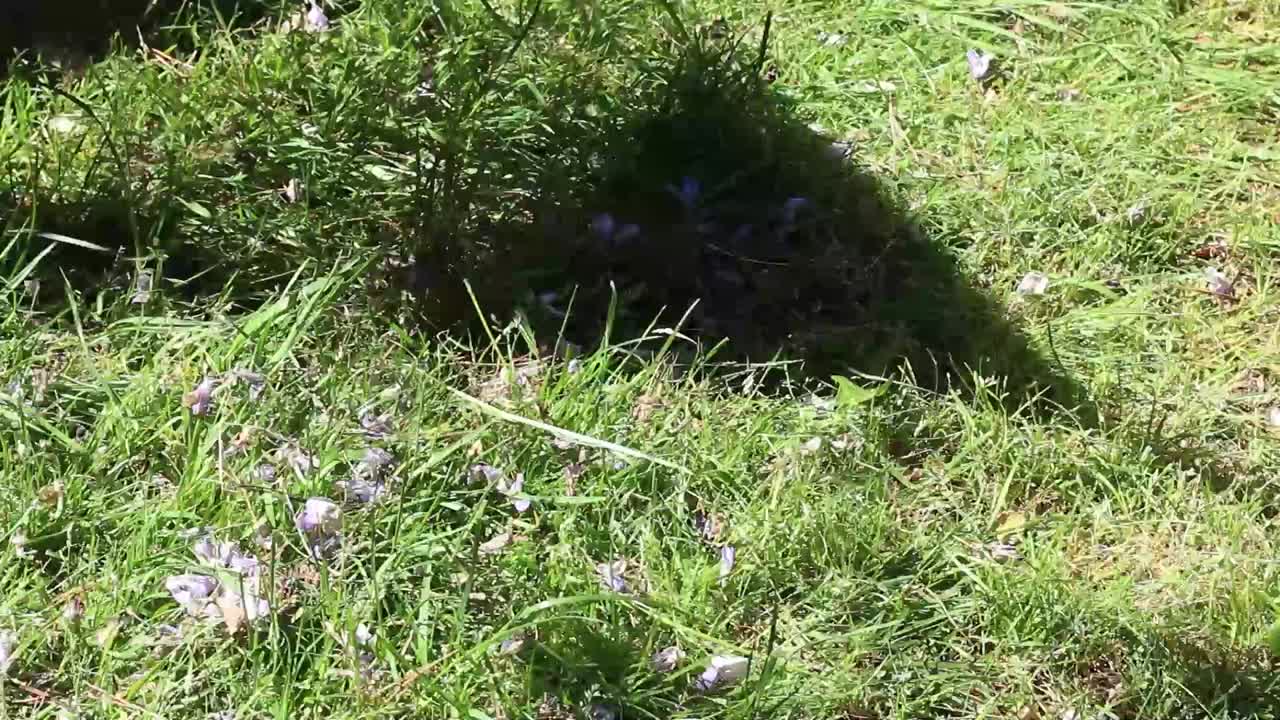 rastrillar, rastrillar la hierba, rastrillar los pétalos, trabajar en el patio delantero, trabajar en el jardín