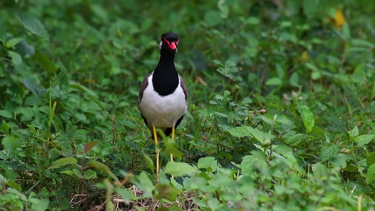 red-wattled lapwing은 태국에서 가장 흔한 새 중 하나입니다.