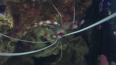 Stenopus-Hispidus-Es-Un-Crustáceo-Decápodo-Parecido-A-Un-Camarón,-También-Conocido-Como-Camarón-De-Coral-Con-Bandas-En-Numazu,-Japón