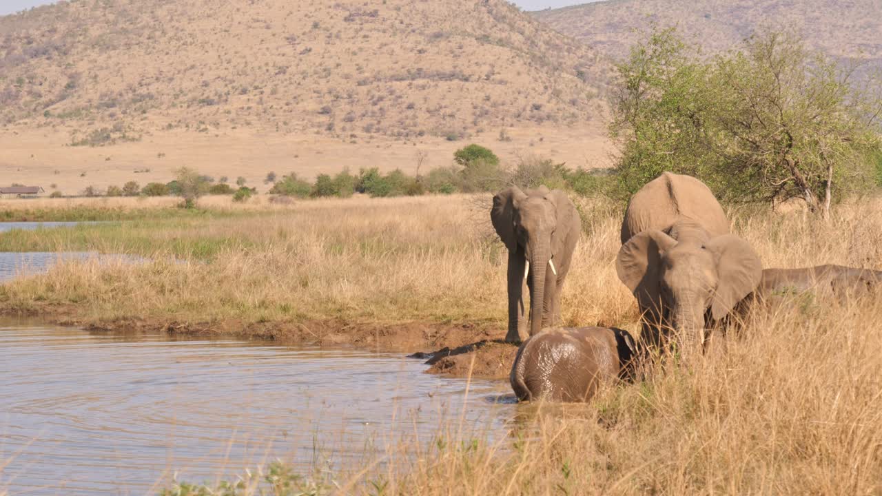 elefantes africanos en un pozo de agua